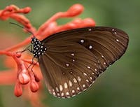 image of butterfly