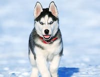 image of husky