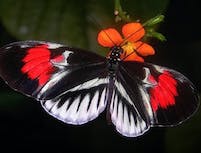 image of butterfly
