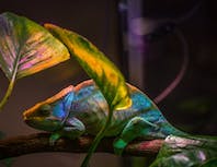 image of chameleon