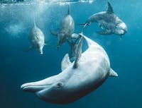 image of dolphin