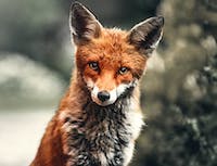 image of fox