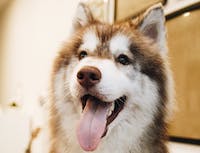 image of husky