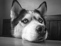 image of husky