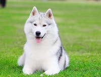 image of husky