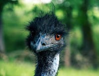 image of ostrich