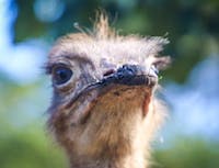 image of ostrich
