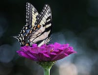 image of butterfly