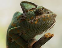 image of chameleon