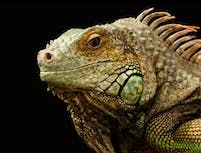 image of chameleon