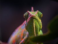 image of chameleon
