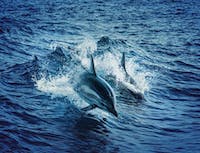 image of dolphin