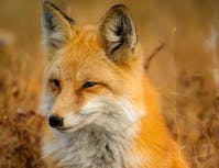 image of fox
