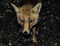 image of fox