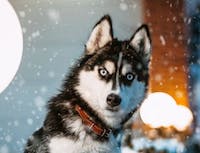 image of husky