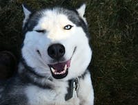 image of husky