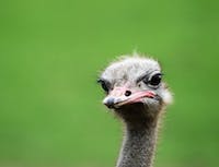 image of ostrich