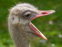 image of ostrich